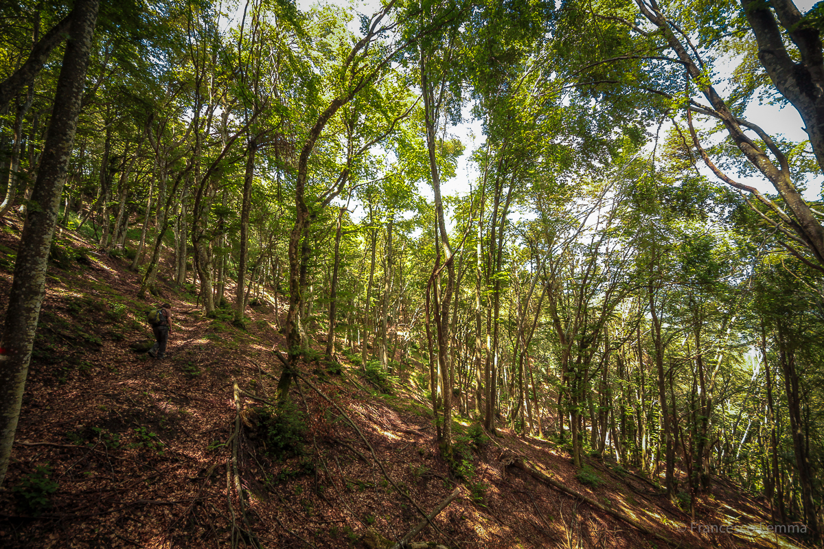 Foreste Casentinesi, fotografia F. Lemma